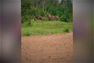 Elephants at Rayakottai