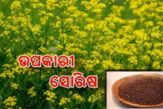 mustard seeds, benifits of mustard seeds, health tips, ସ୍ବାସ୍ଥ୍ୟ ଟିପ୍ସ, ସୋରିଷ ମଞ୍ଜି, ସୋରିଷ ମଞ୍ଜିର ଉପକାରୀତା