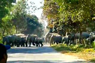 GOLAGHAT ELEPHANT TERROR ASSAM ETV BHARAT