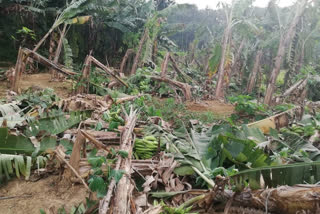 banana farming  വാഴകൃഷി നശിച്ചു  ശക്തമായ കാറ്റില്‍ വാഴകൃഷി നശിച്ചു  ശക്തമായ കാറ്റ്  strong wind  കൊല്ലം വാര്‍ത്ത