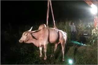 bull rescue operation satara