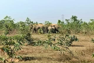 wild elephants attacked in Purulia