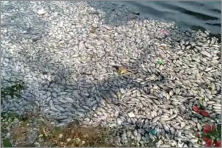 Thousands of fish died at the same time in the lake at sangli and miraj