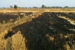 fire in the crop field