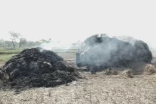 rice crop burned by unknown person