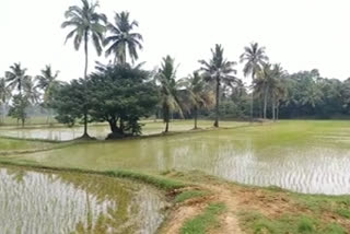 Palakakad paddy cultivation production rate decreased  സംസ്ഥാനത്ത് ഒന്നാം വിള കൃഷിയിൽ ഉൽപാദന തോത് കുത്തനെ കുറഞ്ഞു  paddy production  നെൽകൃഷി