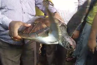 tortoise rescued at Mecheda