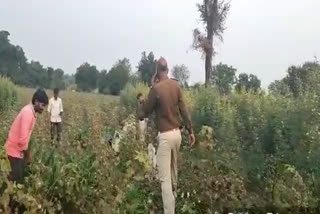 police-have-seized-millions-of-rupees-of-hemp-planted-in-the-field-in-khargone