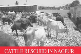 cattle rescued from truck in Nagpur