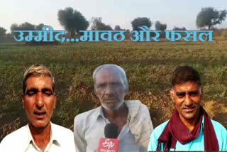 Jhunjhunu farmers, farmers hope for gram crop, शेखावाटी के किसान