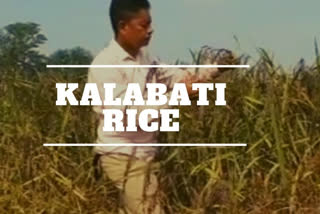 Kalabati rice makes a comeback in Odisha