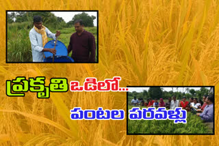 organic-paddy in chittor district