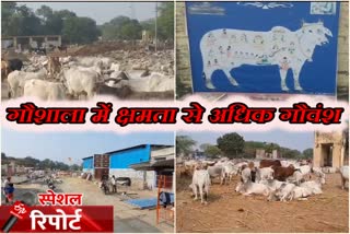 रामगंजमंडी कोटा न्यूज, ramganjmandi news, कोटा न्यूज, kota news, गौशाला में क्षमता कम, अधिक गौवंश  , Capacity in the cowshed, cow shed