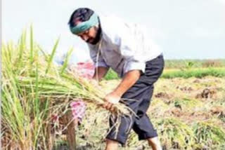 MLA rama krishna reddy harvest paddy