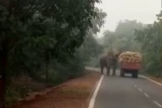 Elephant stopped paddy laden tractor in Mahasamund