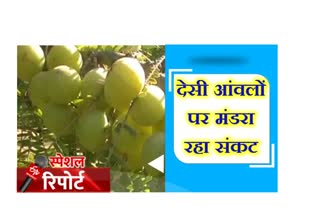 Pushkar famous gooseberry, sale is decreasing, पुष्कर न्यूज, pushkar latest news, अजमेर न्यूज,  पुष्कर का प्रसिद्ध आंवला