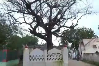 darga tree