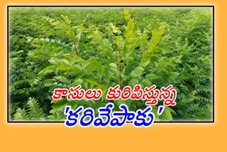 interesting of curry leaves Cultivation at kadapa district