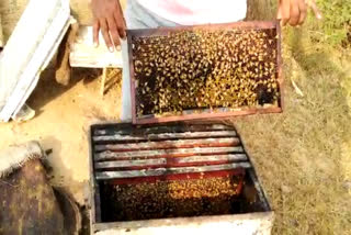 scope of beekeeping in nuh mewat