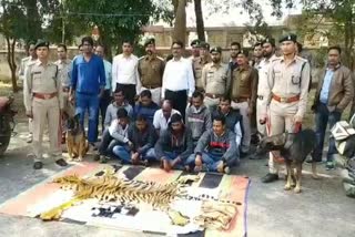 Forest Department recovered tiger skin in Narharpur of Kanker