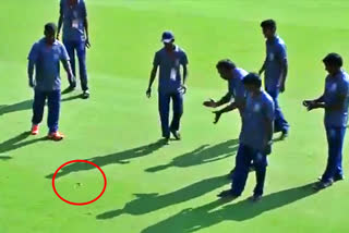 snake interrupted play during vidarbha vs andhra pradesh in ranji trophy