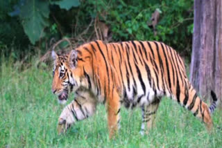 The injured tigress continues to be treated again