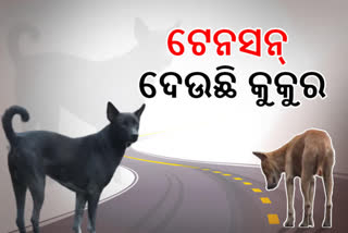 street-dog-tension-many-people-suffering-at-angul