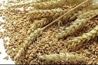 Police filed an FIR on wheat scam of 2 crores