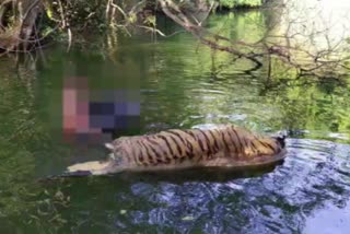 tiger drowned bihada mine and dead nagpur district