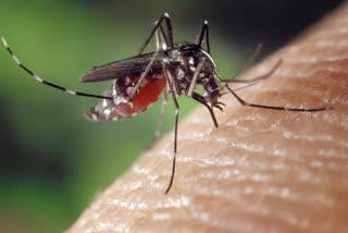 dengue-sufferer-die