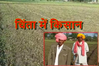 farmers-upset-due-to-poor-poppy-crop-in-mandsaur