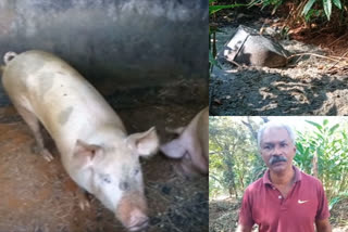 There are no systems for waste management; Private person's pig farm is suffering for the locals  മാലിന്യ സംസ്ക്കരണത്തിന് സംവിധാനങ്ങളില്ല; സ്വകാര്യ വ്യക്തിയുടെ പന്നി ഫാം പ്രദേശവാസികള്‍ക്ക് ദുരിതമാകുന്നു  ഇടുക്കി  Private person's pig farm.  waste management