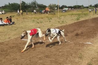 56 dog compitition in solapur; ktm from karad win first prize