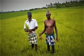paddy crops anai komban disease