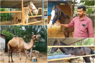 thathamangalam horse farm  തത്തമംഗലം കുതിര ഫാം  കുതിര സവാരി  കുതിര വളർത്തല്‍  കത്തിയവാർ കുതിര  മാർവാർ കുതിര  പോണി കുതിര