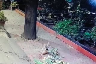 leopard-dog fight in mumbai