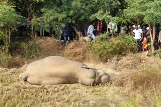 ELEPHANT DEAD AT BARAGARH