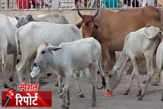 झालवाड़ की खबर, death of cows, पॉलीथिन निगलने