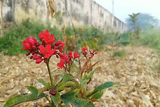 Dense forest in Bhilwara, Flowers bloom in dense forest in Bhilwara, Bhilwara news, भीलवाड़ा में सघन वन