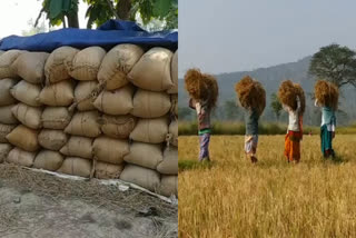 paddy-problem-at-subarnapur