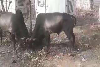 Bull fighting in district hospital