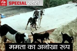 करौली न्यूज, करौली लेटेस्ट न्यूज, karauli news, karauli latest news, female dog feeds goat children, मादा श्वान करौली की खबर