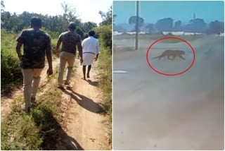 cheetah-appearance-near-chamarajanagar-gundlupete