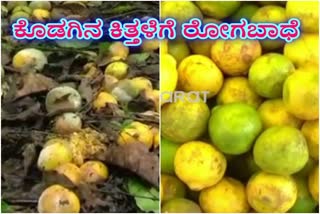 kodagu  orange corp Disease