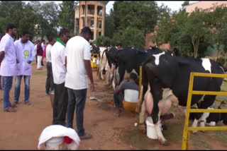 Milking Compitation  In Bangalore