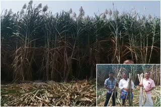 Sugarcane crop in Kataraki village