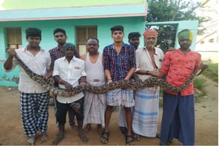 கோழியை விழுங்கி 10 அடி நீளமுள்ள மலைப்பாம்பை பிடித்த பொதுமக்கள்