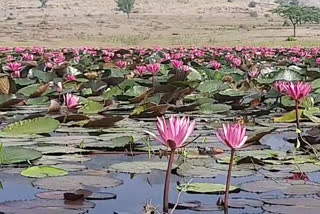 'फुल पगार' तलाव