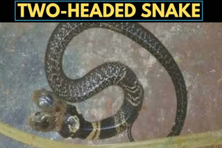 WB: Two-headed snake found in Ekarukhi village