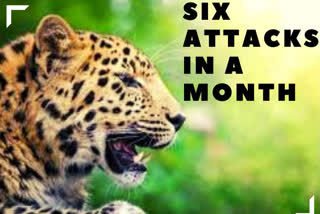 Leopard attacks on the rise in West UP